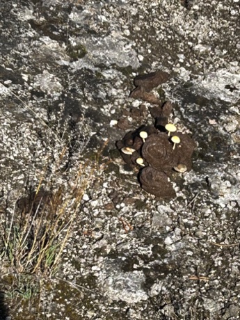 buffalo have been here!
